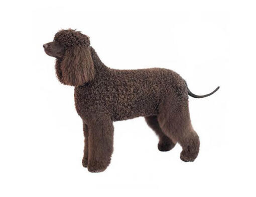 Irish deals water poodle